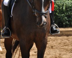 dressage horse Miss Wellness (Bavarian, 2000, from Weltenadel)