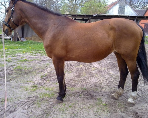 horse Lucky Lady 58 (KWPN (Royal Dutch Sporthorse), 1993, from Boston)