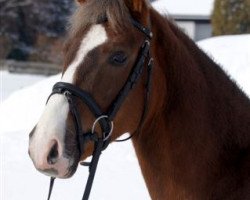 dressage horse Mr. No 2 (German Riding Pony, 2008, from Auheim's Maximus)