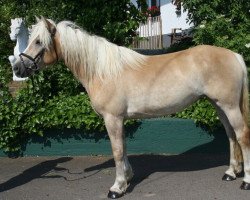 broodmare Bengale (Haflinger, 2011, from Arascon nobisco)