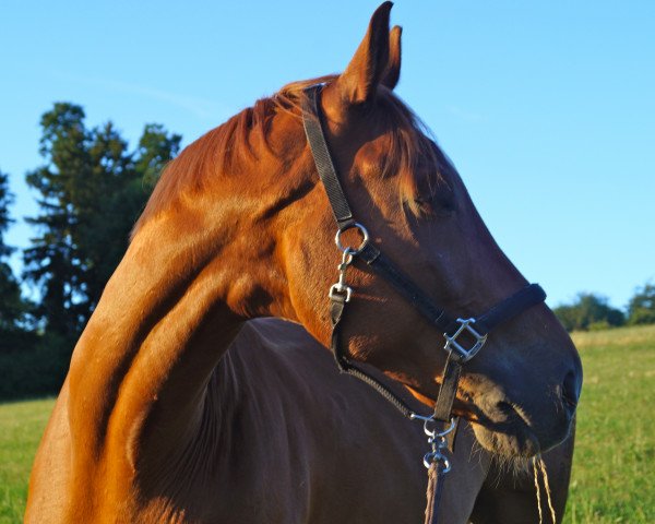 dressage horse Fidus Amicus (Westphalian, 2000, from Florestan I)