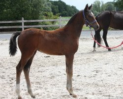 dressage horse Fouga van Villa Theresia (Oldenburg, 2015, from Fürsten-Look)