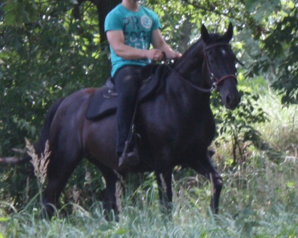 horse Blue (Oldenburg, 2006)