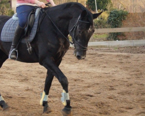 broodmare Escada (Hanoverian, 2010, from Fabriano)