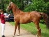 broodmare Neyruby (German Sport Horse, 2011, from Nimroy B)