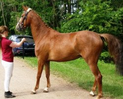 Springpferd Neyruby (Deutsches Sportpferd, 2011, von Nimroy B)