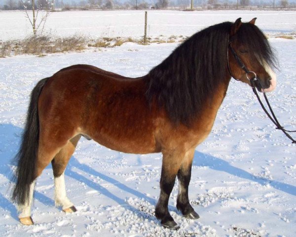 Deckhengst Polhaars Golden Glory (Welsh Mountain Pony (Sek.A), 1993, von Friars Bantam)