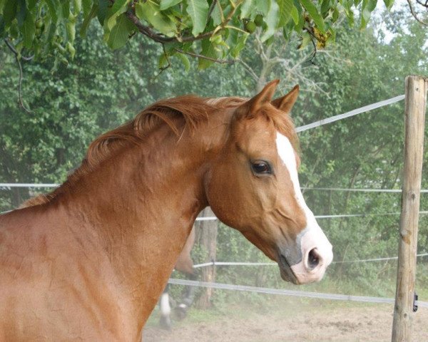 horse Drac (Pura Raza Espanola (PRE), 1999, from Kandybus ox)
