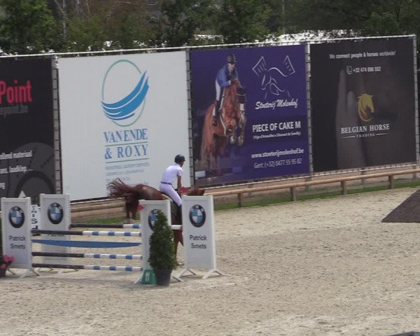 Gold +Cyclus Jonge Paarden in Lier (BEL) 2020