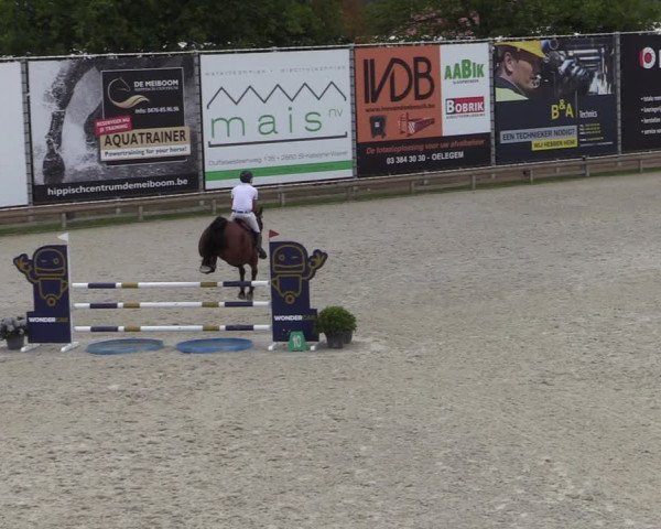Gold +Cyclus Jonge Paarden in Lier (BEL) 2020