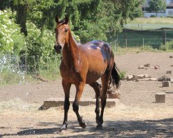 Pferd Lechin MAZ (Pura Raza Espanola (PRE), 2013)