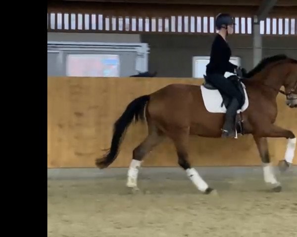 dressage horse Dante 170 (Westphalian, 2018, from Don Martillo)