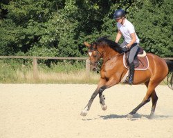 dressage horse Sissi (Hanoverian, 2015, from Scuderia)