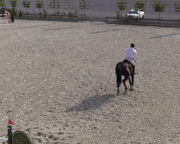 Gold +Cyclus Jonge Paarden in Lier (BEL) 2020