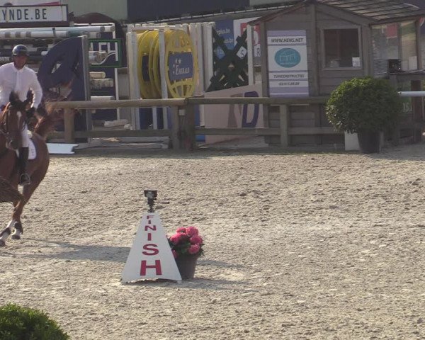 Gold +Cyclus Jonge Paarden in Lier (BEL) 2020