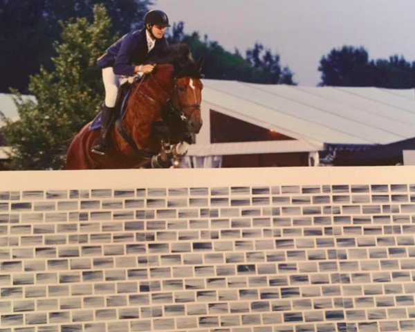 Springpferd Ardco Hero (Belgium Sporthorse, 2006, von Radco d'Houtveld)