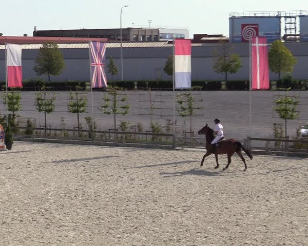 Gold +Cyclus Jonge Paarden in Lier (BEL) 2020