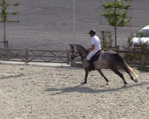 Gold +Cyclus Jonge Paarden in Lier (BEL) 2020