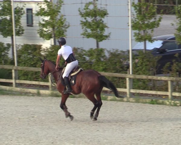 Gold +Cyclus Jonge Paarden in Lier (BEL) 2020