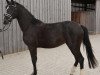 broodmare Rue Marlene (Oldenburg, 2012, from Royal Classic I)