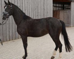 broodmare Rue Marlene (Oldenburg, 2012, from Royal Classic I)