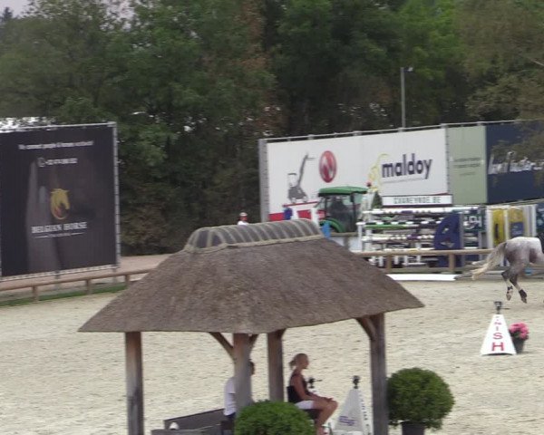 Gold +Cyclus Jonge Paarden in Lier (BEL) 2020