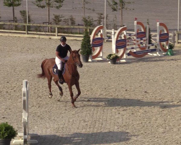 Gold +Cyclus Jonge Paarden in Lier (BEL) 2020