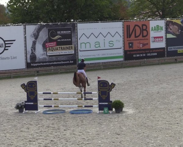 Gold +Cyclus Jonge Paarden in Lier (BEL) 2020