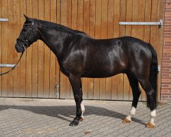 jumper Eduardo 15 (Hanoverian, 2007, from Escudo I)