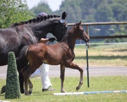 broodmare Fleur Jüli (Oldenburg,  , from Florenz 71)