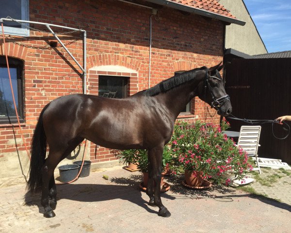 broodmare DiLeni (Hanoverian, 2012, from Don Crusador)