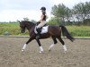 dressage horse Dee Jay Callimero (German Riding Pony, 2010, from Dax)