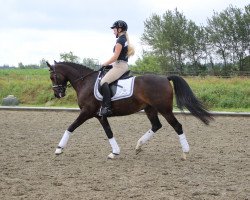 dressage horse Dee Jay Callimero (German Riding Pony, 2010, from Dax)