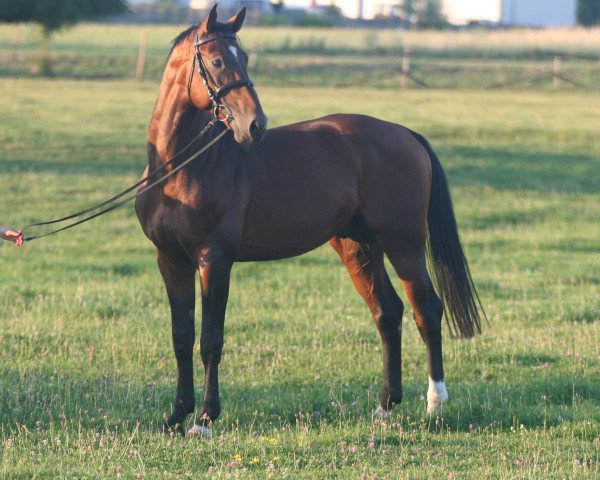 Pferd RAHIM BH (KWPN (Niederländisches Warmblut), 2010)