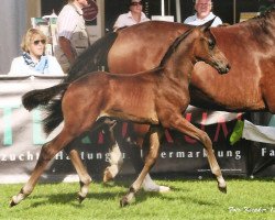 dressage horse Franklin GS (Oldenburger, 2015, from Franziskus FRH)