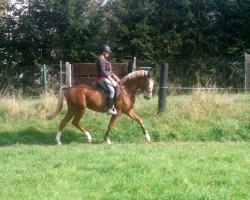 dressage horse Troll's Richard (German Riding Pony, 2011, from Troll)