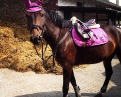 jumper Liberty's Girl (German Sport Horse, 2007, from Liberty Son)