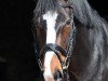 dressage horse Laura Magic (Rhinelander, 2004, from Laurentio)