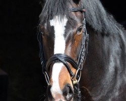 dressage horse Laura Magic (Rhinelander, 2004, from Laurentio)