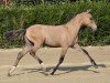 Dressurpferd Madonna (Deutsches Reitpony, 2015, von Mac Creamy)