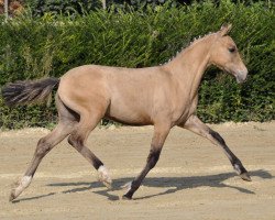 dressage horse Madonna (German Riding Pony, 2015, from Mac Creamy)