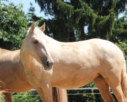 Pferd Jardinera MAZ (Pura Raza Espanola (PRE), 2013)