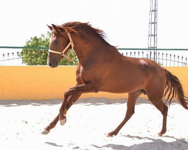 horse Tirano CH (Pura Raza Espanola (PRE), 2012)