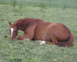 horse Whoopi 39 (Hanoverian, 1996, from Wittinger)