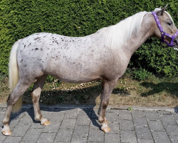 broodmare Süsse Zaubermaus (German Classic Pony, 2012, from Farbenfroh's Figaro)