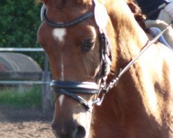 dressage horse Freimaurer M (Oldenburg, 2008, from Fürst Piccolo)