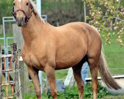 Zuchtstute Iberia (Palomino mit Reitpferdepedigree, 2001, von Colour of Fun)