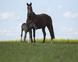 broodmare Rubina (Brandenburg, 1997, from Rubinstein I)