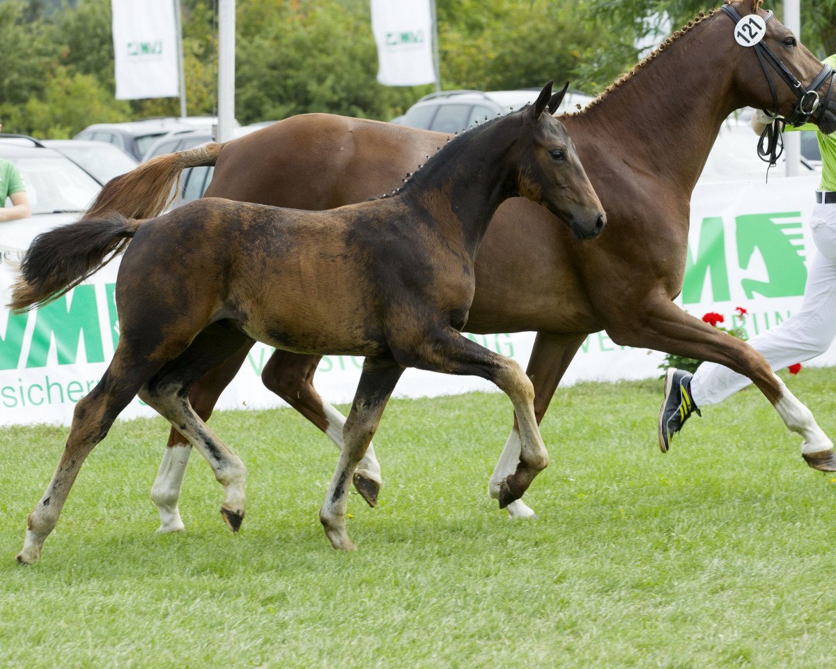 broodmare Donnerstolz H (Oldenburg, 2004, from Eskardo)