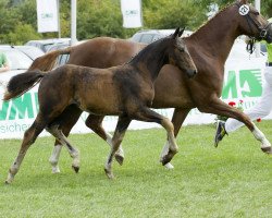 Pferd Donnerstolz H (Oldenburger, 2004, von Eskardo)